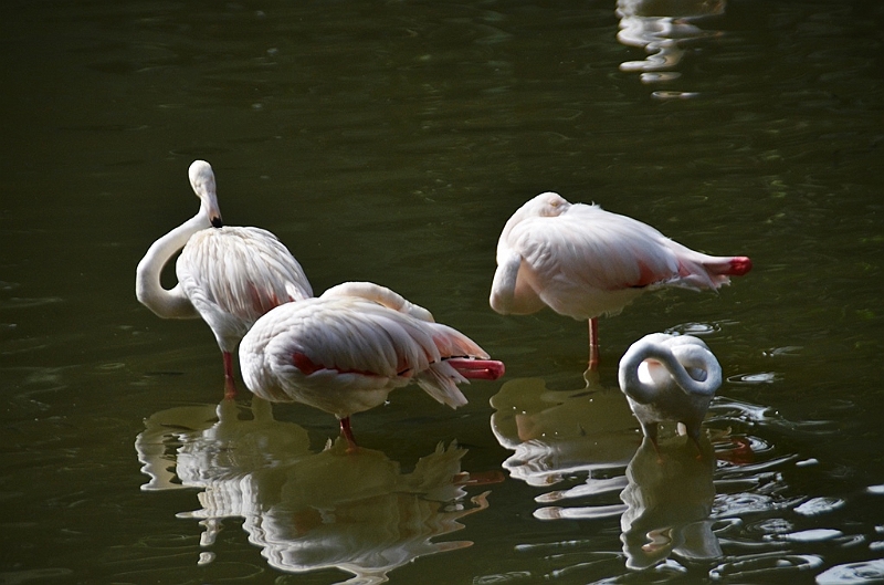 463_Kuala_Lumpur_Bird_Park.JPG