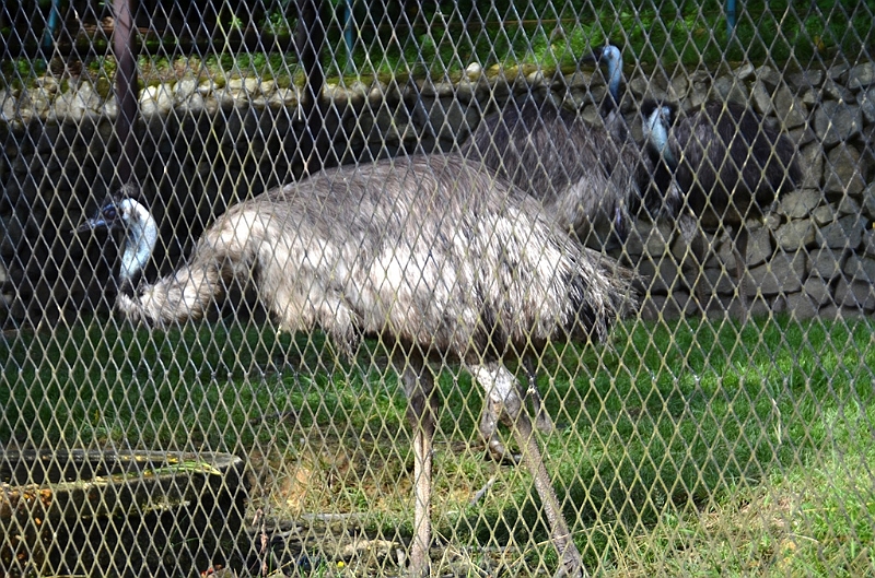 465_Kuala_Lumpur_Bird_Park.JPG