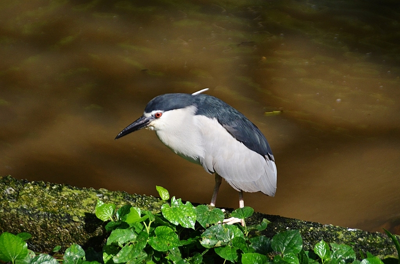 469_Kuala_Lumpur_Bird_Park.JPG