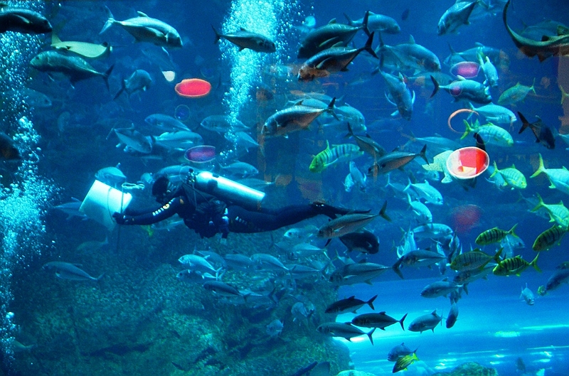 176_Dubai_Mall_Aquarium.JPG