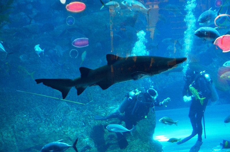 178_Dubai_Mall_Aquarium.JPG