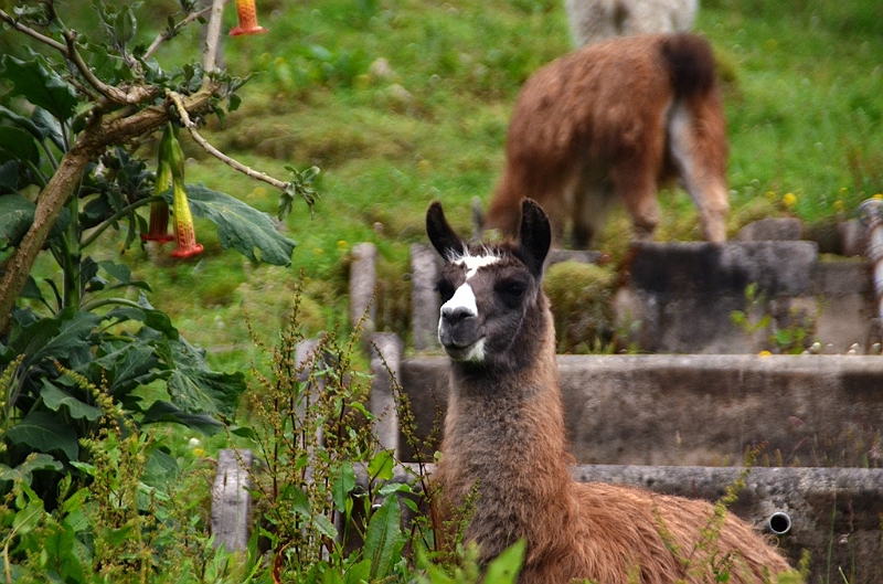 165_Ecuador_Papallacta.JPG