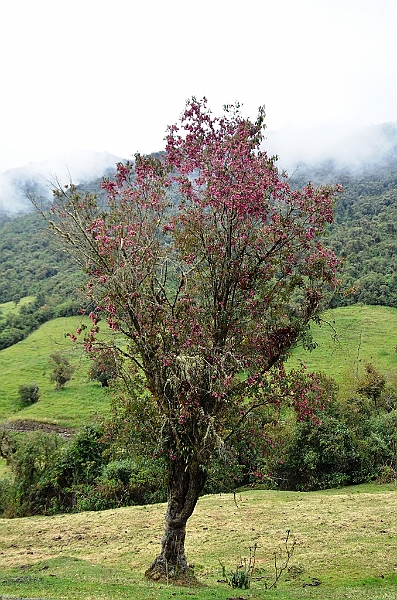 172_Ecuador_Papallacta.JPG