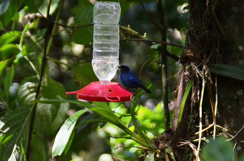 195_Ecuador_Guango_Lodge.JPG