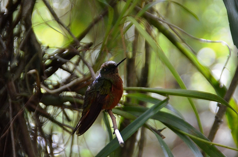 196_Ecuador_Guango_Lodge.JPG