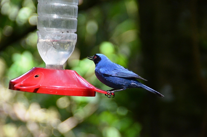 200_Ecuador_Guango_Lodge.JPG