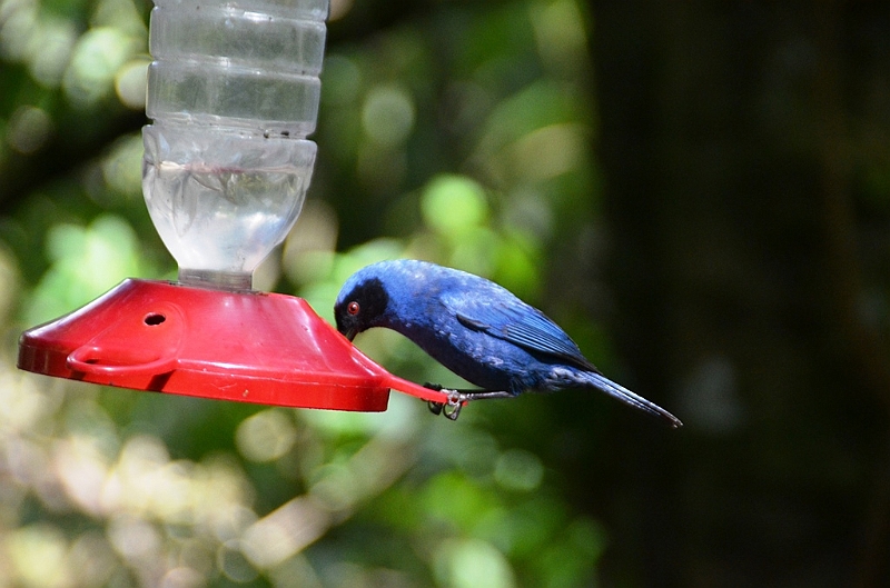 201_Ecuador_Guango_Lodge.JPG