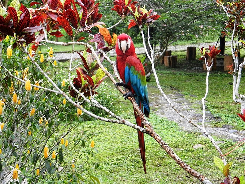 260_Ecuador_Amazonas_Aera.JPG