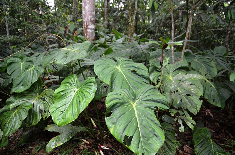 274_Ecuador_Amazonas_Aera_Napo_River_Tour.JPG