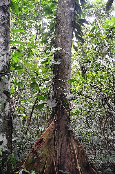 278_Ecuador_Amazonas_Aera_Napo_River_Tour.JPG