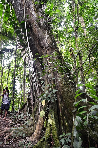 280_Ecuador_Amazonas_Aera_Napo_River_Tour.JPG