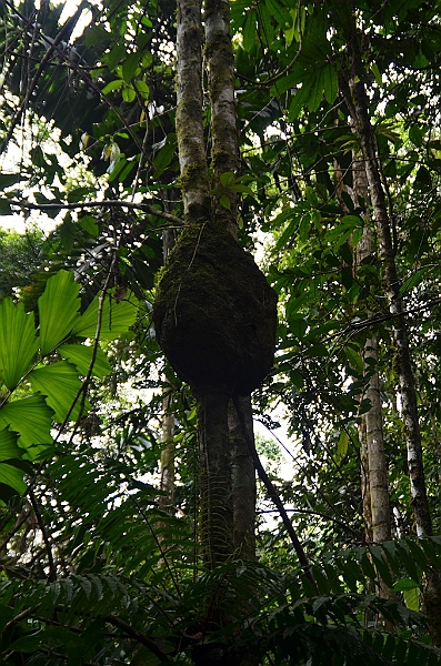 283_Ecuador_Amazonas_Aera_Napo_River_Tour.JPG