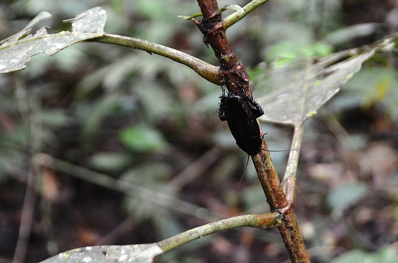 285_Ecuador_Amazonas_Aera_Napo_River_Tour.JPG