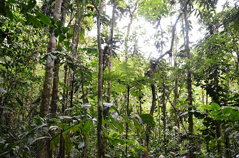 288_Ecuador_Amazonas_Aera_Napo_River_Tour.JPG