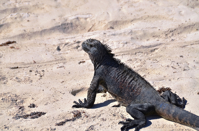 854_Ecuador_Galapagos_Santa_Cruz_Tortuga_Bay.JPG