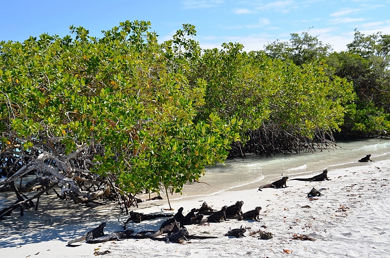 857_Ecuador_Galapagos_Santa_Cruz_Tortuga_Bay.JPG