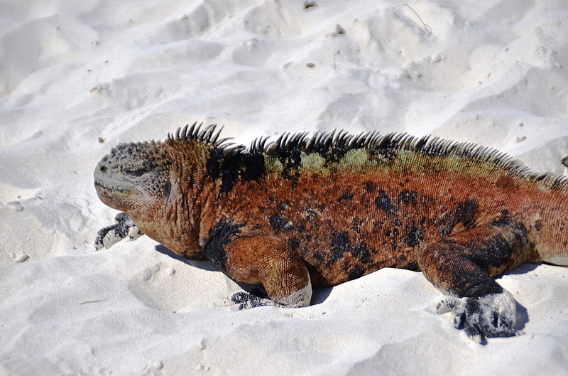 859_Ecuador_Galapagos_Santa_Cruz_Tortuga_Bay.JPG