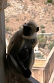 111_India_Amber_Fort
