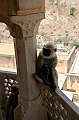 113_India_Amber_Fort