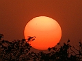 472_India_Alipura_Sunset