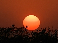 473_India_Alipura_Sunset