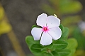 252_Papua_New_Guinea_Rabaul