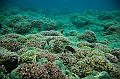 068_Oceania_Best_of_by_Ponant