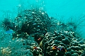 635_Oceania_Best_of_by_Ponant