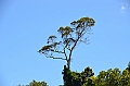 042_Australia_Queensland_Skyrail_Rainforest_Cableway