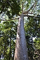 046_Australia_Queensland_Skyrail_Rainforest_Cableway