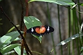 202_Philippines_Bohol_Butterfly_Conservation_Center