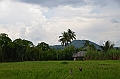 227_Philippines_Bohol_Rice_Field