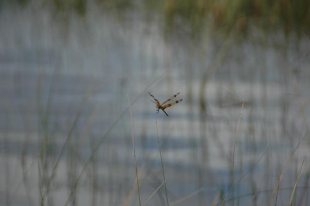 181_USA_Everglades_National_Park.JPG