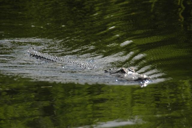 196_USA_Everglades_National_Park.JPG