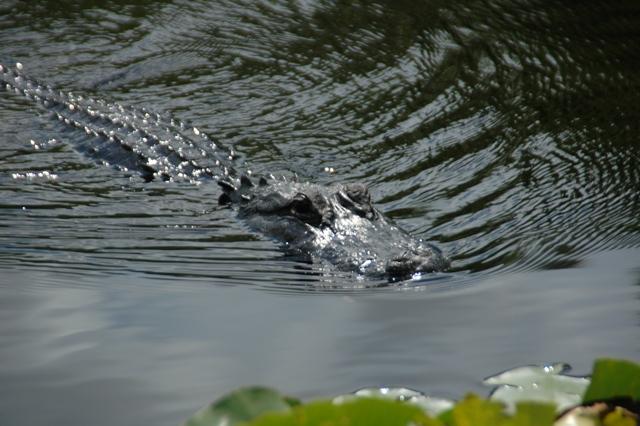 197_USA_Everglades_National_Park.JPG