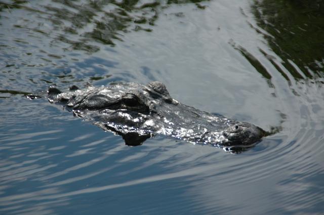 198_USA_Everglades_National_Park.JPG