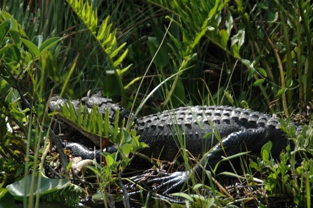 205_USA_Everglades_National_Park.JPG