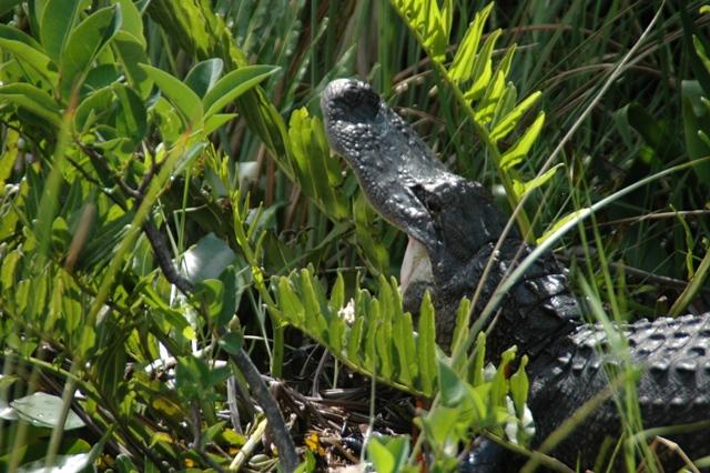 207_USA_Everglades_National_Park.JPG