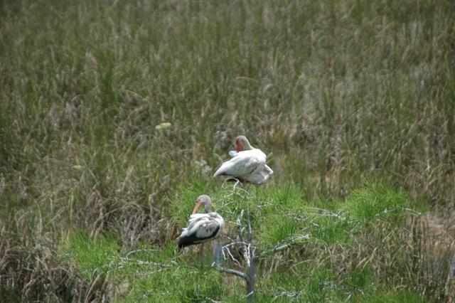 211_USA_Everglades_National_Park.JPG