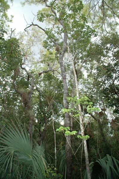 214_USA_Everglades_National_Park.JPG