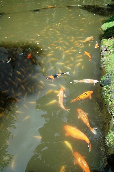 116_USA_Hawaii_Oahu_Valley_of_the_Temples_Byodo_In.JPG