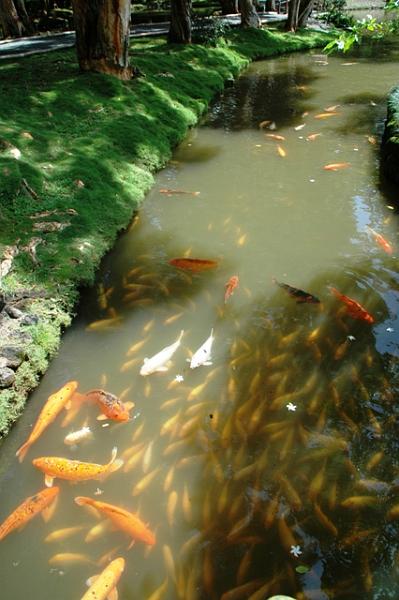 117_USA_Hawaii_Oahu_Valley_of_the_Temples_Byodo_In.JPG