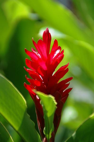 124_USA_Hawaii_Oahu_Valley_of_the_Temples.JPG