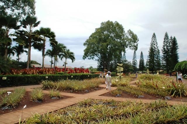 158_USA_Hawaii_Oahu_Dole_Plantation.JPG