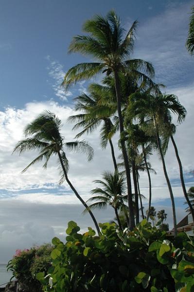 197_USA_Hawaii_Maui_Kapalua.JPG