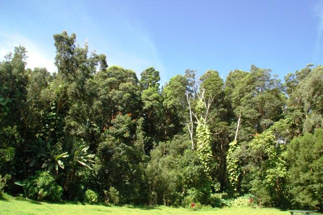 230_USA_Hawaii_Maui_The_Road_to_Hana.JPG