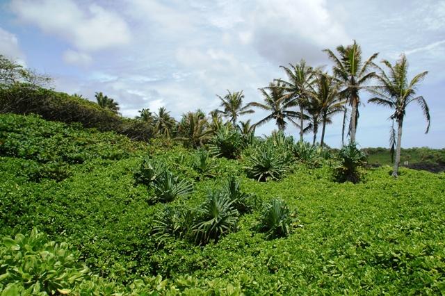 246_USA_Hawaii_Maui_The_Road_to_Hana.JPG