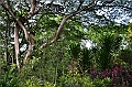 133_Singapore_Botanic_Gardens