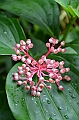 171_Singapore_Botanic_Gardens