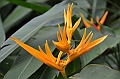 175_Singapore_Botanic_Gardens